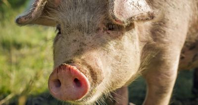 ASF: UK at risk from imported pork, APHA says