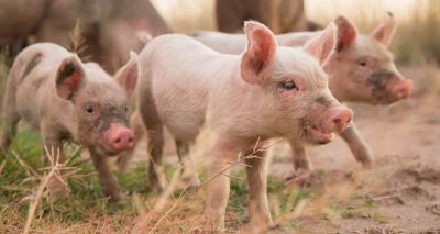ASF proteins offer hope for vaccine