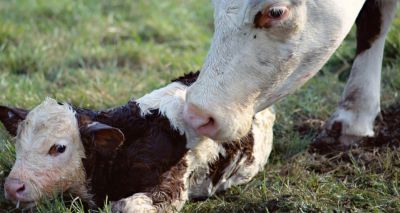 BTV-8 re-emerging in northern Europe, APHA warns