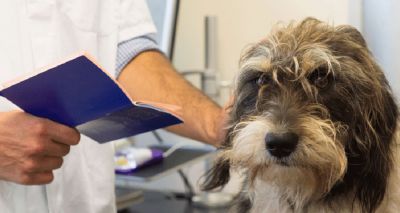 Pet owners urged to seek advice on travel after Brexit