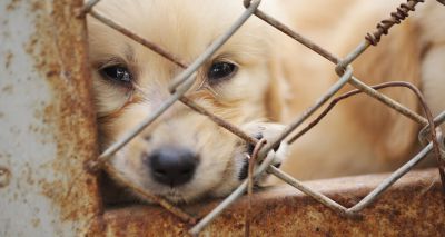 Wales introduces tougher prison sentences for animal cruelty