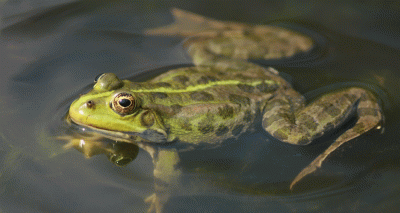 Frog skin bacteria could protect against ranavirus