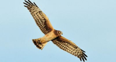 Conservationists hail arrival of hen harrier chicks