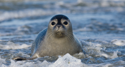 Rescue seals named after royal couple