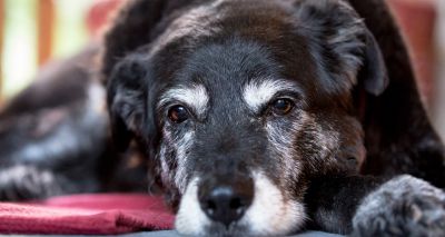 Vets urged to be aware of the signs of animal abuse