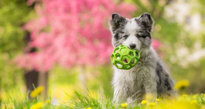 Overeating and too much exercise bad for puppies, study warns