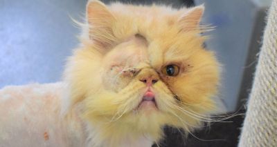 Charity highlights brachycephaly in cats