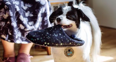 Assistance dog awarded 2019 Blue Cross Medal