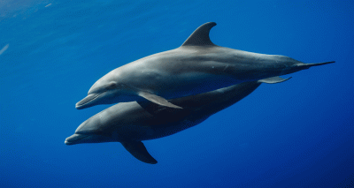 Dolphins ‘form friendships based on shared interests’