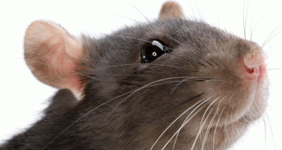 Odours ‘can evoke positive emotions’ in rats