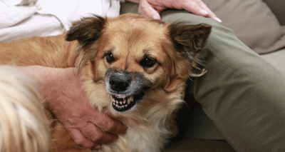 Why some dog owners use punishment to deal with aggression