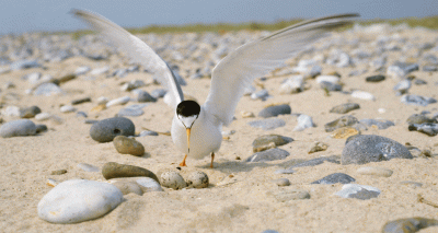 Seven clutches of little tern eggs ’stolen’ in Norfolk