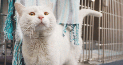Cat rescued after becoming trapped under floorboards