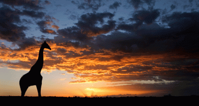 Drought-hit Namibia to auction 1,000 wild animals