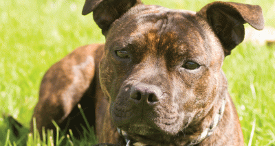 Staffies top the list of stolen pets