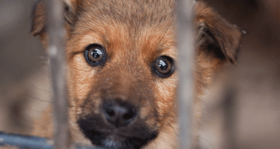 Bill to increase jail time for animal abusers