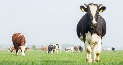 Scientists work to ‘potty train’ cattle