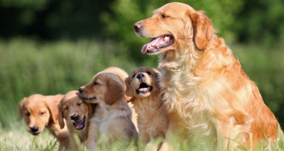 Inbreeding reduces litter size in golden retrievers - study