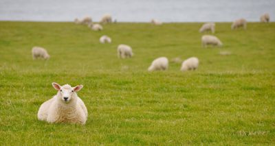 Blowfly risk “High” across much of the UK