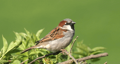 Avian malaria could explain house sparrow decline