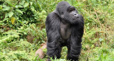 Study suggests gorillas form social bonds with distant relations