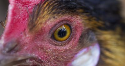 Undercover footage reveals animal abuse at Suffolk farms