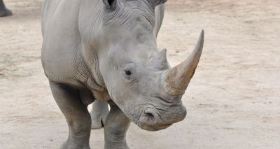 Baby white rhino born to poaching victims