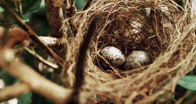 Unhatched chicks vibrate to warn nestmates of predators