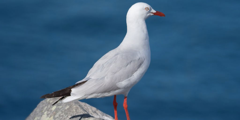 Australian seagulls found to carry antibiotic resistant bacteria