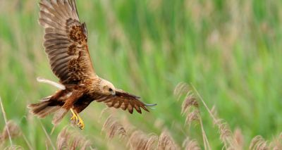 Injured marsh harrier found in Norfolk