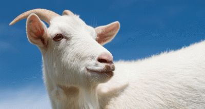 Goats ‘can detect emotions’ in calls from other goats