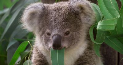 Scientists discover chlamydia-free koala population