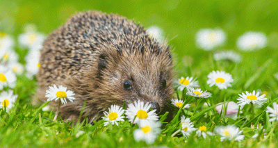 Victory for hedgehog highway campaign