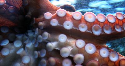 Octopus arms make decisions independently of the brain - study