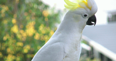 Parrot performs 16 dance moves, scientists say