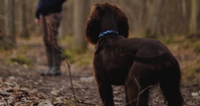 Vets confirm first Alabama rot case in East Anglia