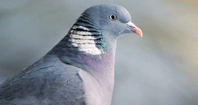 Safety concerns over fenbendazole in pigeons