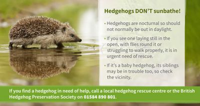 Public urged to look out for hedgehogs seen in daylight