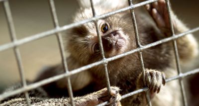 Labour announces plans to ban pet primates