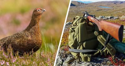 Labour calls for review of ‘driven’ grouse shooting