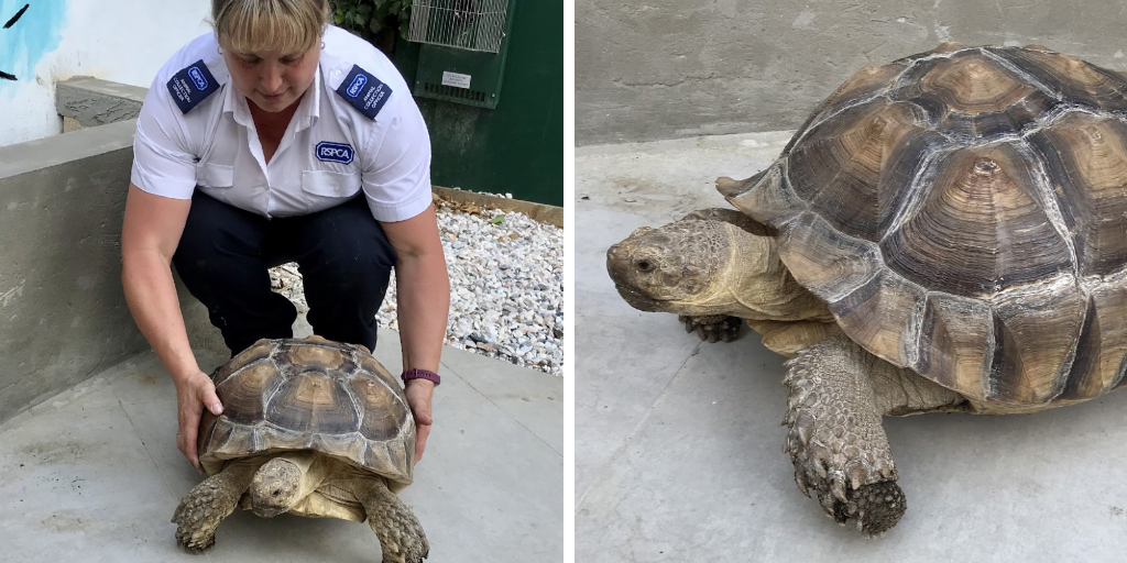 Microchip reminder after giant tortoise found wandering through field 