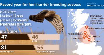 Record breeding year for hen harriers