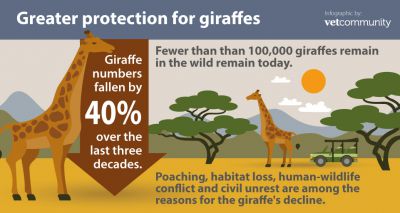 Giraffes to be given greater protection against unregulated trade