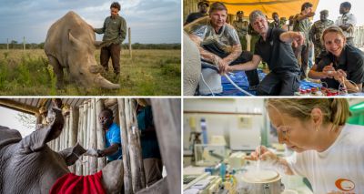 Scientists fertilise eggs from last two northern white rhinos