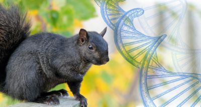 Study sheds light on why some grey squirrels are black