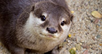 Cites: Trade ban to tackle ‘otter cafes’ craze