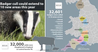 Badger cull could extend to 10 new zones