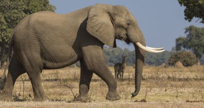 Cites bans export of live-caught African elephants to zoos