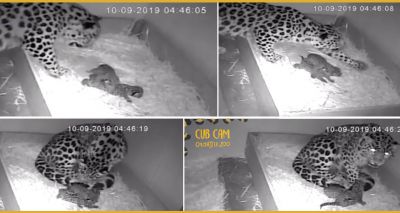 Pair of endangered Amur leopard cubs born at Colchester Zoo