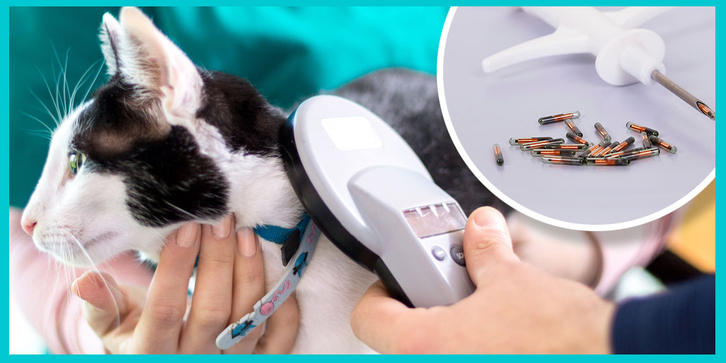 Petition to make microchipping compulsory for cats